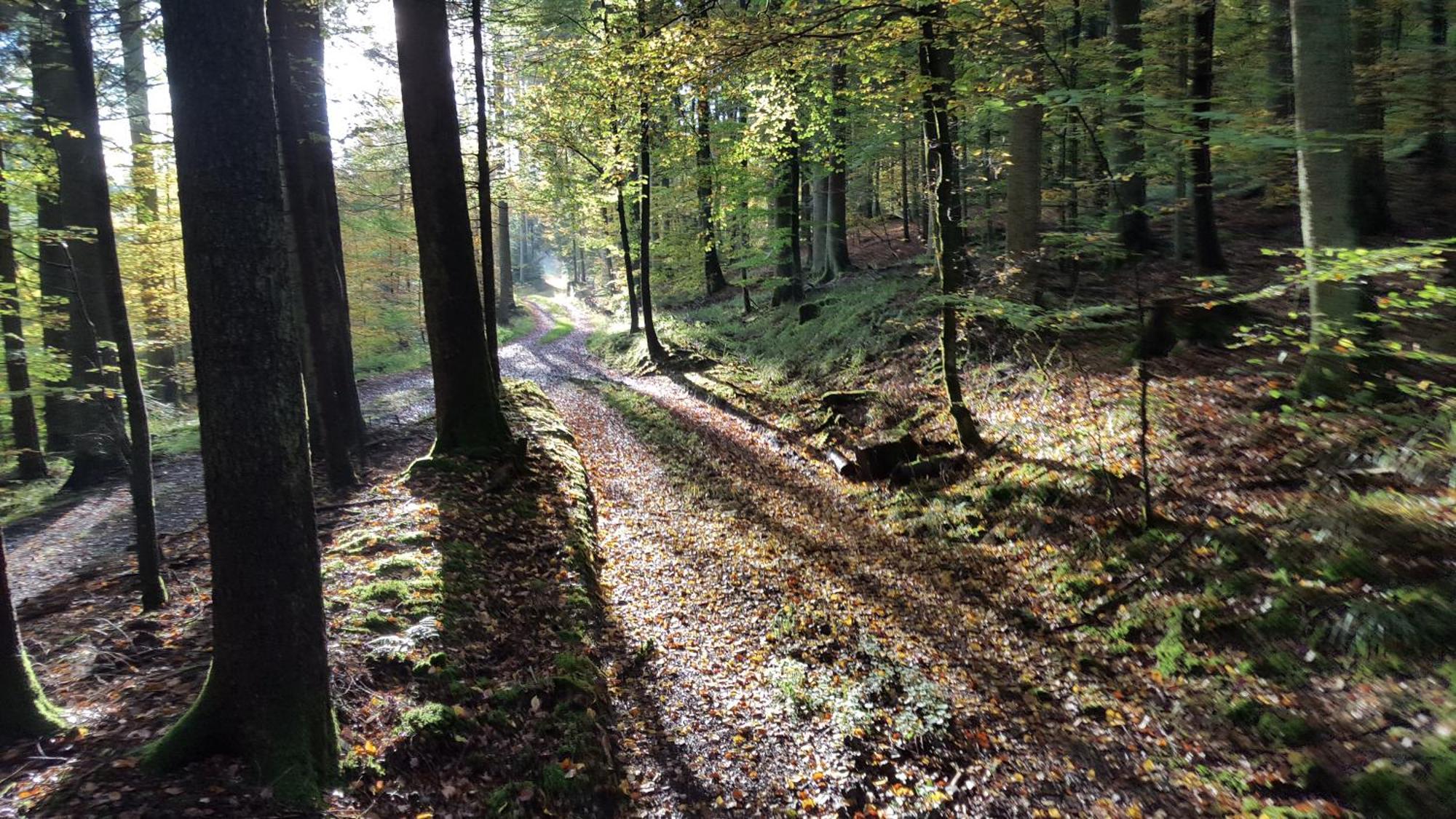 Fornsbachblick *